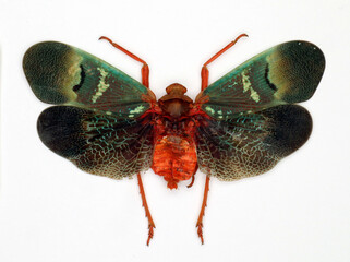 Unusual insect malachite tone Scamandra castanea from Indonesia isolated. Fulgoridae. Collection insects. Entomology