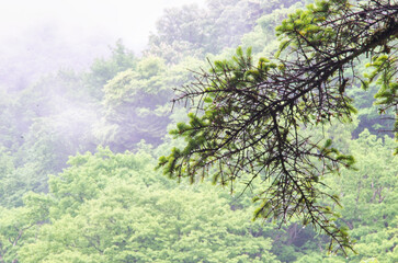 雨に濡れた渓流の風景