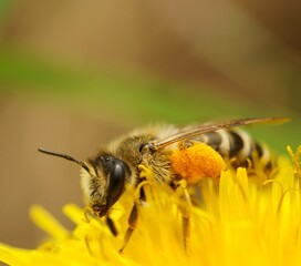 A bumblebee collects pollen from a yellow dandelion. Insects in nature.