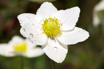 Obraz premium white flower. anemones 