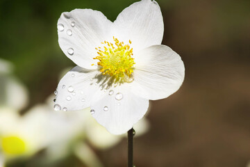 white flower with dew