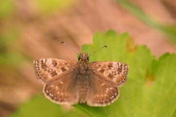 A butterfly on a green leaf. Insects in nature.