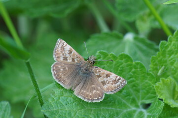 A butterfly on a green leaf. Insects in nature.