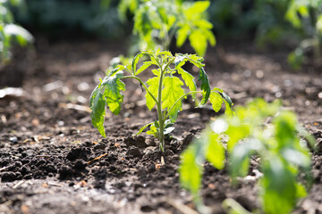 Closeup of young tomato seedling