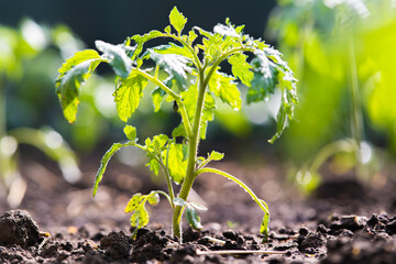 Closeup of young tomato seedling