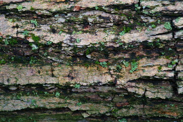 Tree bark close-up. Natural background.