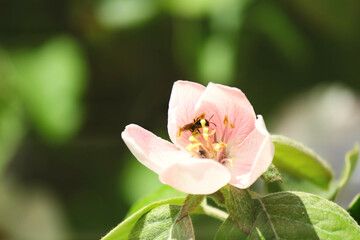 apple blossom