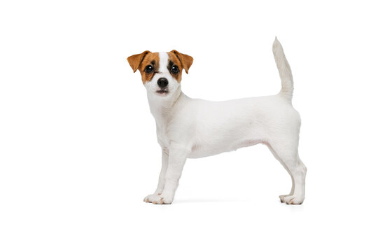 Portrait of cute Jack Russell Terrier puppy looking at camera, posing isolated over white studio background