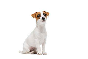 Portrait of small cute dog, Jack Russell Terrier puppy calmply sitting, posing isolated over white...