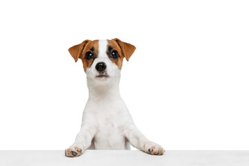 Portrait of cute puppy, Jack Russell Terrier standing on hind legs, leaning on table isolated over white studio background