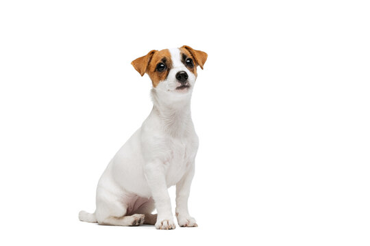 Portrait of small cute dog, Jack Russell Terrier puppy calmply sitting, posing isolated over white studio background