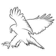Eagle in Outline Sketch.