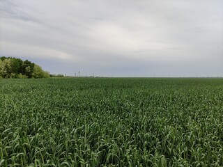 Fototapeta na wymiar Young wheat field on a cloudy day