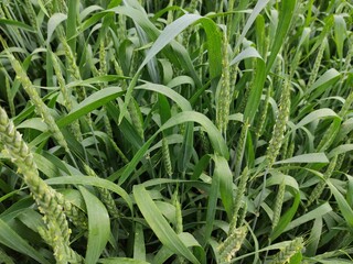Young wheat field on a cloudy day, close up