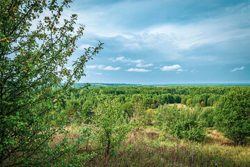 forest summer landscape