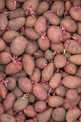 Potatoes for planting on a farm in a box.