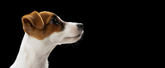 Side view portrait of cute dog, Jack Russel Terrier puppy attentively looking isolated over black studio background