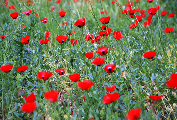 red poppies in the field