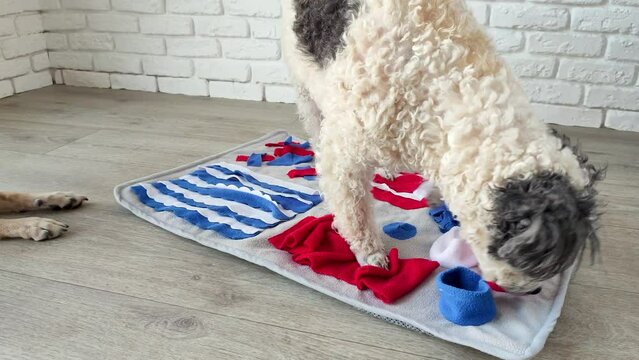 cute mixed breed dog playing on soft washable snuffle rag rug for hiding dried treats for dogs nose work on white background, front view. Intellectual games with pet.