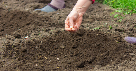 Young adult woman hand planting pumpkin seeds in fresh dark soil.