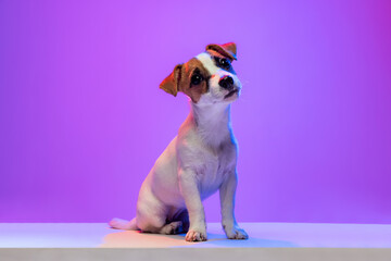 Portrait of small cute dog, Jack Russell Terrier puppy calmply sitting, posing isolated over purple background in neon.
