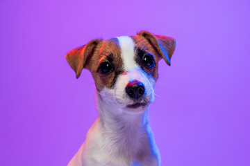 Portrait of cute looking small dog of Jack Russell Terrier posing isolated over purple background...