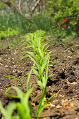 Corn in the field 