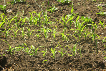 field of corn