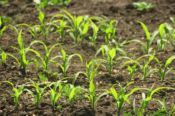 green field corn 