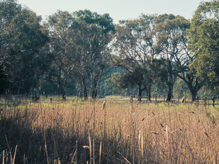morning in the field