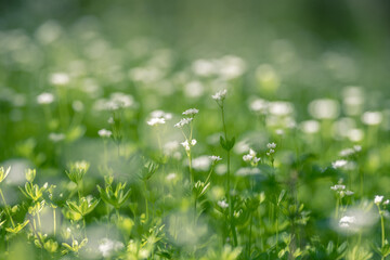 white flowerbed in the undergrowth