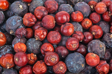 Fototapeta premium Herbs: Dried high juniper (Juniperus excelsq) berries