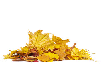 Foliage. Leaves of different colors isolated on white background