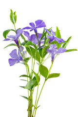 Fototapeta na wymiar Blue Periwinkle flowers isolated on a white background