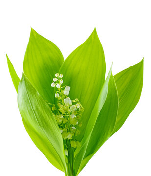 Bunch of Lily of the Valley.