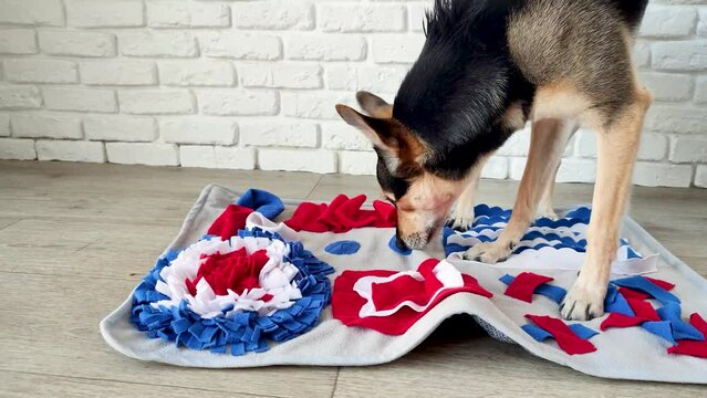 cute mixed breed dog playing on soft washable snuffle rag rug for hiding dried treats for dogs nose work on white background, front view. Intellectual games with pet.