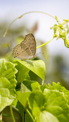 Fototapeta premium a beautiful pale brown butterfly sitting on bright green leaves camouflaged, on a sunlit day in the garden