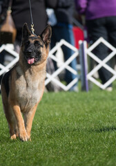 german shepherd dog standing in the dog show ring