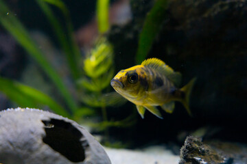 Cichlid colorful fish in aquarium