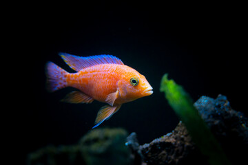 Cichlid colorful fish in aquarium