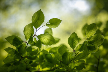 green leaves in the morning sun