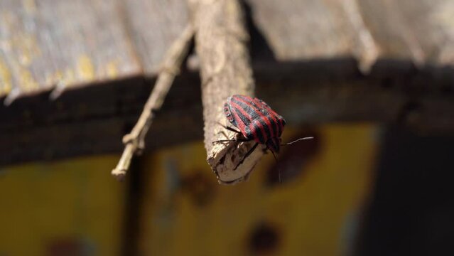 Striped red and black Italian beetle crawls along a branch back and forth. 