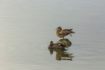 Mallard in spring in Aiguamolls De L Emporda Nature Park, Spain
