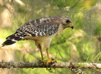 Red=shouldered hawk on the prowl