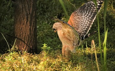 Red-shouldered Hawk on the hunt