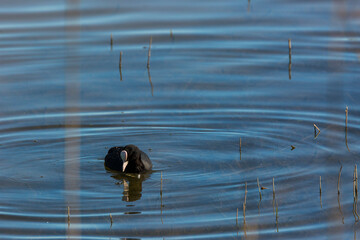 Eurasian coot (Fulica atra) in Aiguamolls De L Emporda Nature Reserve, Spain