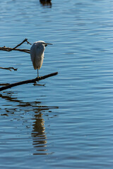 Little egret in Aiguamolls De L Emporda Nature Park, Spain