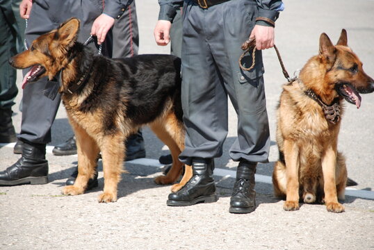 A photo of police officers up to the waist, at whose feet, on leashes, service dogs, shepherds are standing and sitting. They are standing on the asphalt , on the white line