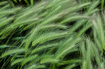 Green decorative spikelets texture. Summer natural photo.