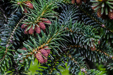 Young spring spruce tree blossoms. New fir branch in spring close up. Fresh spruce shoot, natural background.